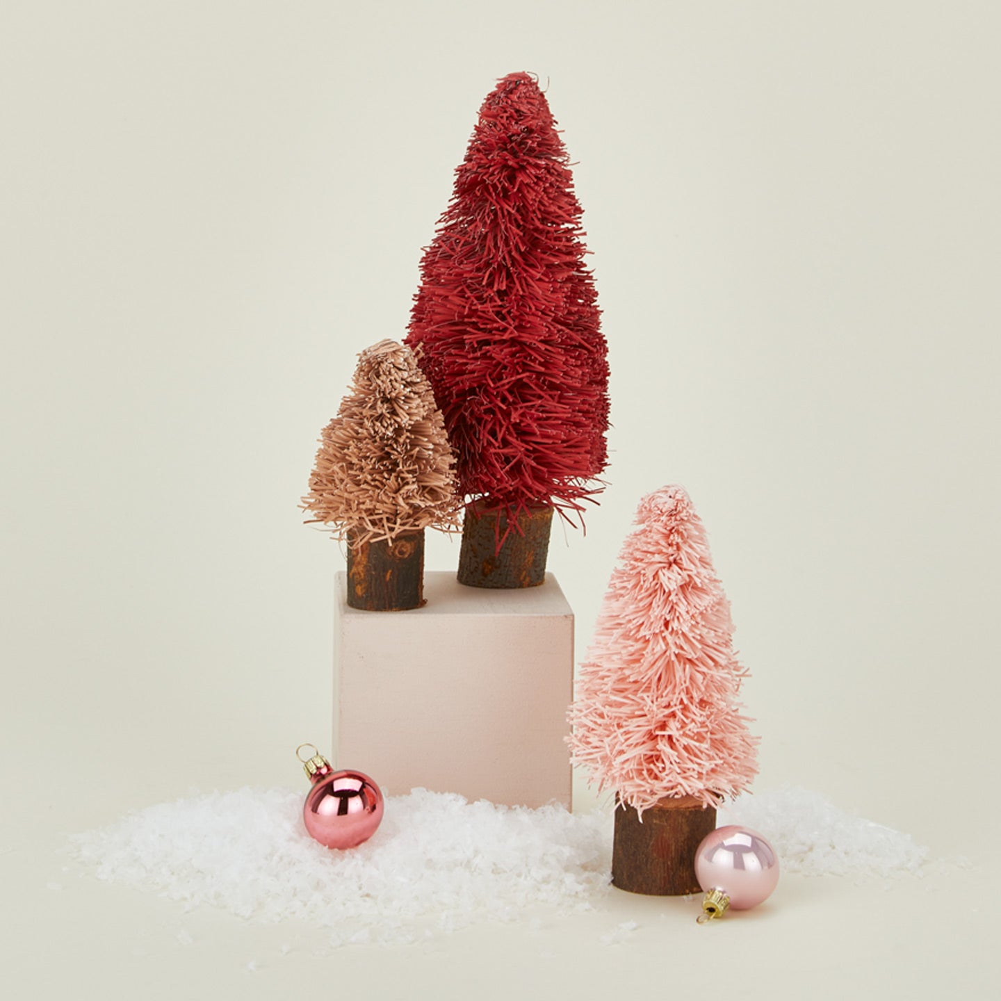 Bottlebrush tree set in warm