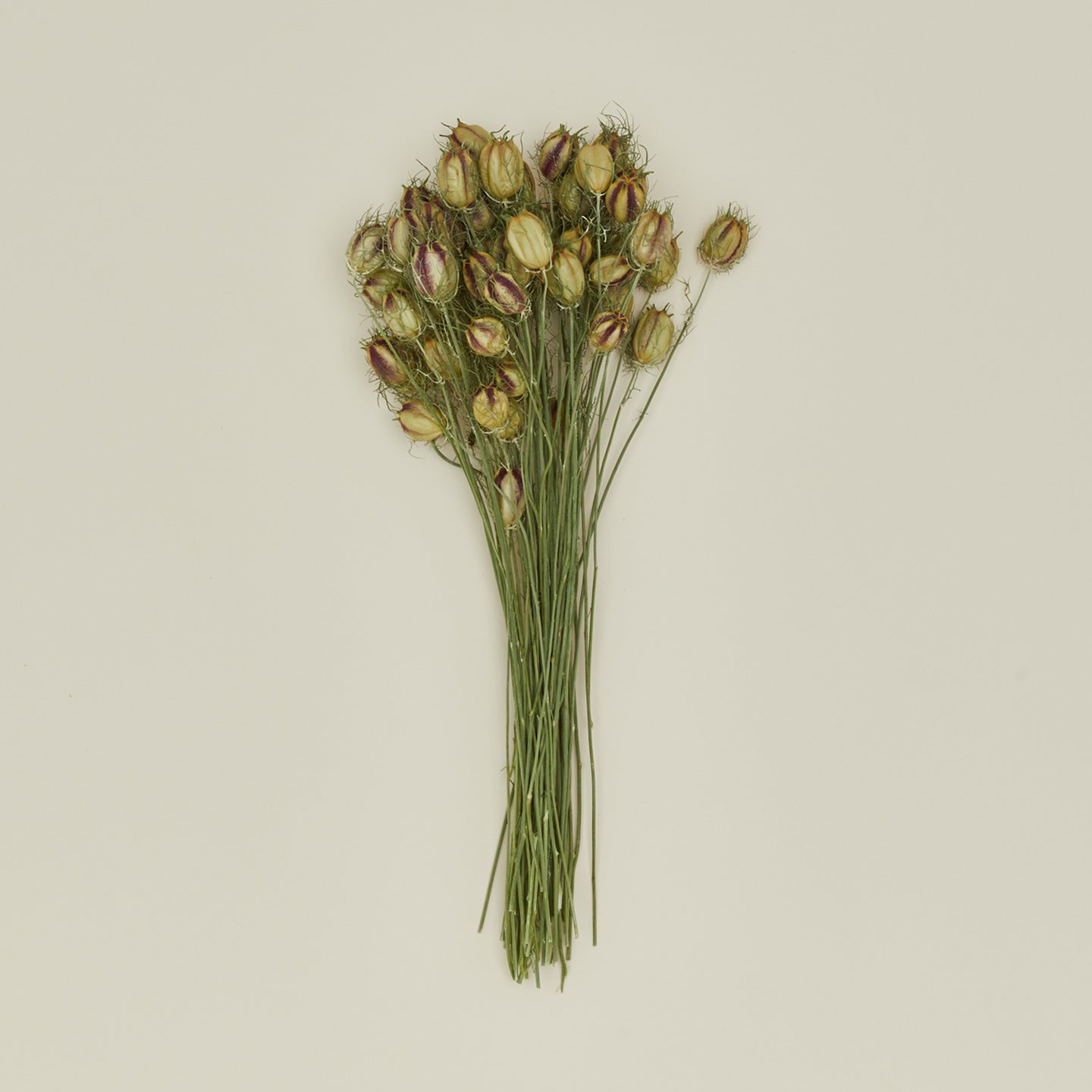 Lovejoy Farms Dried Nigella 