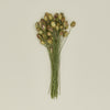 Dried Nigella