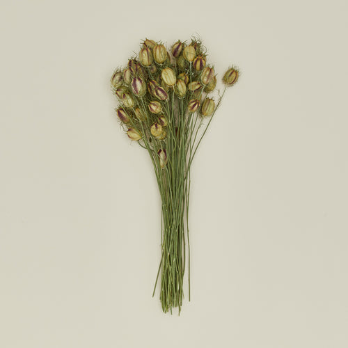 Lovejoy Farms Dried Nigella 