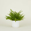 Minimal Planter